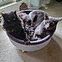 Meesha is registered to the contest to win money with this photo: animal, bed, black_cat, carpet, cat, companion, cozy, curious, curtains, cute, domestic, feline, fur, gray_cat, indoor, pet, relaxed, resting, two_cats, window