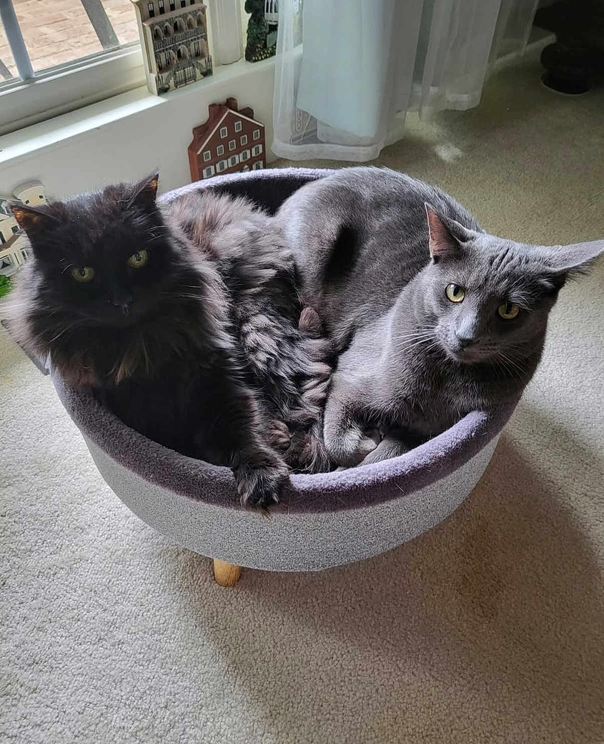 Meesha is registered to the contest to win money with this photo: cat, indoor, pet, feline, cozy, bed, gray_cat, black_cat, fur, carpet, window, curtains, relaxed, animal, domestic, two_cats, resting, cute, companion, curious