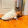 Penny is registered to the contest to win money with this photo: cat, tabby_cat, hoodie, clothing, festive, snowman, reindeer, santa_hat, wooden_floor, trash_can, indoor, pet, feline, fur, animal, cute, sitting, door, expression, domestic