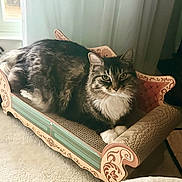 Penny is registered to the contest to win money with this photo: animal, cardboard_scratch_pad, carpet, cat, closeup, cozy, decorative, fluffy_fur, furniture, home, indoor, looking_at_camera, pet, relaxed, resting, sofa_shape, soft_light, tabby_cat, white_paws, window_light
