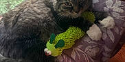 Penny is registered to the contest to win money with this photo: animal, blanket, cat, caterpillar_toy, cozy, domestic_animal, feline, fur, green_toy, indoor, pet, purple_blanket, relaxed, resting, stuffed_toy, tabby_cat, toy, whiskers, white_paws, window