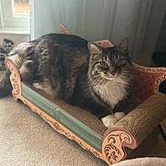 Penny joined the competition — help win amazing prizes! cat, tabby, indoor, pet, feline, lounging, decorative_couch, carpet, window, natural_light, white_paws, relaxed, curious, cozy, home, fur, animal, cute, resting, small_furniture