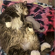 Penny is registered to the contest to win money with this photo: blanket, cat, colorful, comfort, cozy, curled, cute, feline, fluffy, fur, home, indoor, napping, pet, relaxed, resting, sleeping, soft, stuffed_animal, white_paws