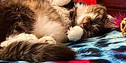 Penny is registered to the contest to win money with this photo: cat, sleeping, tabby_cat, indoor, bed, blanket, colorful, furniture, cozy, fur, paw, resting, cute, pet, domestic_animal, relaxation, whiskers, tail, animal, nap
