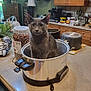 Nicky joined the competition — help win amazing prizes! appliance, cat, coffee_maker, countertop, curious, domestic, feline, gray_cat, household, indoor, kitchen, kitchen_cabinet, lamp, pet, plant, pot, pretzels, slow_cooker, utensil, window