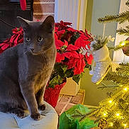 Nicky is registered to the contest to win money with this photo: animal, cat, christmas_lights, christmas_tree, curious, cushion, decor, domestic_cat, festive, gray_cat, greenery, holiday_decor, indoor, ornament, pet, plant, poinsettia, red_flowers, sitting, stool