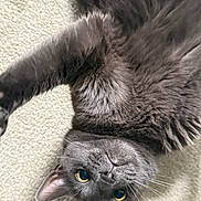 Nicky is registered to the contest to win money with this photo: cat, gray_cat, pet, upside_down, stretching, whiskers, yellow_eyes, fur, indoor, carpet, playful, cute, animal, mammal, feline, closeup, portrait, relaxed, soft, fluffy