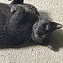 Nicky joined the competition — help win amazing prizes! cat, gray_cat, pet, animal, feline, carpet, indoor, whiskers, paws, relaxed, cute, lying_down, green_eyes, fur, playful, domestic_cat, close_up, looking_at_camera, resting, cozy