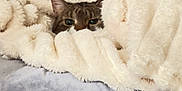 Copper joined the competition — help win amazing prizes! animal, bed, blanket, cat, comfort, cozy, cute, feline, fur, hiding, home, indoor, nap, peeking, pet, resting, soft, tabby, texture, warm