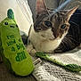 Copper joined the competition — help win amazing prizes! cat, tabby_cat, plush_toy, pickle_toy, textile, blanket, couch, indoor, pet, feline, close_up, whiskers, relaxed, cute, soft_toy, embroidered_text, home, cozy, resting, animal