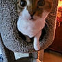 Copper joined the competition — help win amazing prizes! cat, cat_tree, indoor, pet, feline, curious, carpeted, cozy, paw, wide_eyes, animal, household, furniture, warm_lighting, close_up, blurry, cute, domestic, curiosity, pet_care