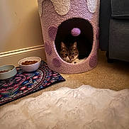 Copper is registered to the contest to win money with this photo: cat, cat_house, carpet, food_bowl, cat_food, mat, rug, sofa, indoor, pet, plush, patterned, cozy, animal, feline, purple, white, brown, decor, home