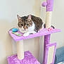 Copper is registered to the contest to win money with this photo: animal, cat, cat_tree, cute, face, feline, fish_toy, fur, household, indoor, mouse_toy, paw, pet, purple, relaxed, resting, scratching_post, tabby, toy, whiskers
