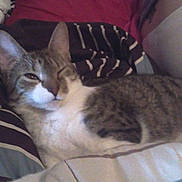 Copper is registered to the contest to win money with this photo: animal, bed, cat, closeup, comfort, cozy, cute, domestic, feline, fur, indoor, mammal, one_eye_closed, pet, relaxed, resting, sleepy, striped_blanket, tabby, whiskers