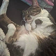Copper is registered to the contest to win money with this photo: animal, blanket, calm, cat, closeup, cozy, cute, domestic, feline, fur, indoor, mammal, paws, pet, relaxing, resting, sleeping, soft, tabby, whiskers