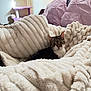 Copper is registered to the contest to win money with this photo: animal, blanket, cat, comfort, cozy, curious, cute, fur, furniture, home, indoor, pet, pillow, purple, quilt, relaxing, resting, soft, tabby, texture