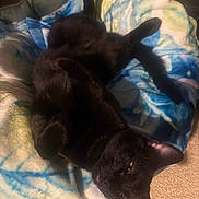 Mitzu joined the competition — help win amazing prizes! black_cat, cat, pet, animal, indoor, blanket, soft, relaxed, feline, fur, ear, yellow_eyes, carpet, resting, cozy, upside_down, domestic, comfort, cute, sleepy