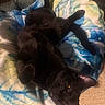 black_cat, cat, pet, animal, indoor, blanket, soft, relaxed, feline, fur, ear, yellow_eyes, carpet, resting, cozy, upside_down, domestic, comfort, cute, sleepy