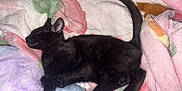 Mitzu is registered to the contest to win money with this photo: kitten, black_cat, sleeping, blanket, cozy, fluffy, pastel_colors, indoor, pet, cute, resting, animal, feline, soft_texture, relaxation, comfort, domestic_cat, young_cat, nap, peaceful