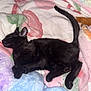 kitten, black_cat, sleeping, blanket, cozy, fluffy, pastel_colors, indoor, pet, cute, resting, animal, feline, soft_texture, relaxation, comfort, domestic_cat, young_cat, nap, peaceful