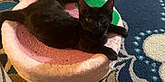 Mitzu is registered to the contest to win money with this photo: animal, black_cat, blue_carpet, carpet, cat, close_up, cozy, curious, cute, feline, furniture, home, indoor, patterned_carpet, pet, pink_bed, plush_bed, relaxed, resting, round_bed