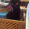 black_cat, cat, pet, animal, wooden_basket, cardboard_box, yellow_eyes, curious, indoor, furniture, couch, carpet, patterned, home, domestic, cute, looking, sitting, box, cozy