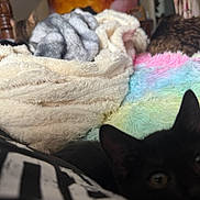 Mitzu is registered to the contest to win money with this photo: animal, bedroom, black_cat, blanket, cat, close_up, colorful, comfort, cozy, domestic_cat, fur, furry_blanket, fuzzy_texture, indoor, multicolored, pet, resting, sleepy, soft, tabby_cat