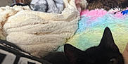 Mitzu is registered to the contest to win money with this photo: animal, bedroom, black_cat, blanket, cat, close_up, colorful, comfort, cozy, domestic_cat, fur, furry_blanket, fuzzy_texture, indoor, multicolored, pet, resting, sleepy, soft, tabby_cat