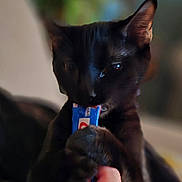 Mitzu is registered to the contest to win money with this photo: animal, black_cat, blurred_background, cat, closeup, cute, dark_fur, domestic_animal, ears, feline, grip, hand, indoor, nose, paw, pet, playful, snack, whiskers, wrapper