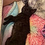 black_cat, kitten, sleeping, blanket, soft_texture, colorful, pastel_colors, cozy, resting, fur, pet, animal, cute, indoor, closeup, relaxation, comfort, feline, nap, cuddly