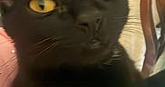 Mitzu is registered to the contest to win money with this photo: black_cat, cat, close_up, yellow_eyes, indoor, furniture, cat_tree, curious, pet, animal, whiskers, ears, face, looking, domestic_cat, feline, household, closeup, blurred_background, cute