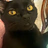 black_cat, cat, close_up, yellow_eyes, indoor, furniture, cat_tree, curious, pet, animal, whiskers, ears, face, looking, domestic_cat, feline, household, closeup, blurred_background, cute