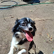 Tinkerbell is registered to the contest to win money with this photo: dog, black_and_white, tongue_out, happy, outdoor, yard, hose, sunlight, shadow, leaves, concrete, playful, pet, canine, excited, animal, ground, paw, fur, daylight