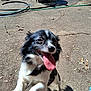 dog, black_and_white, tongue_out, happy, outdoor, yard, hose, sunlight, shadow, leaves, concrete, playful, pet, canine, excited, animal, ground, paw, fur, daylight