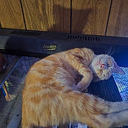 Wren is registered to the contest to win money with this photo: cat, orange_tabby, sleeping, mesh_surface, aquatica_device, wood_paneling, indoor, pet, relaxation, feline, animal, fur, whiskers, pink_nose, paw, resting, domestic_cat, close_up, quiet, cozy
