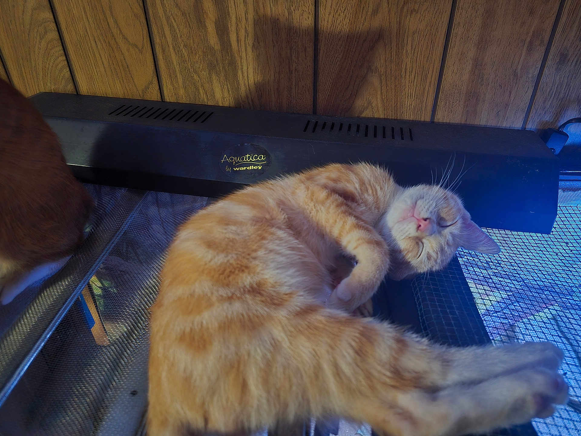 Wren is registered to the contest to win money with this photo: cat, orange_tabby, sleeping, mesh_surface, aquatica_device, wood_paneling, indoor, pet, relaxation, feline, animal, fur, whiskers, pink_nose, paw, resting, domestic_cat, close_up, quiet, cozy