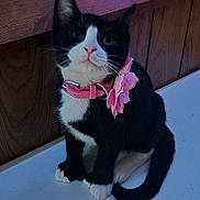 Princess is registered to the contest to win money with this photo: animal, black_and_white, cat, closeup, collar, curious, cute, domestic_cat, ears, feline, fur, indoor, nose, paw, pet, pink_flower, sitting, tail, whiskers, wood_paneling
