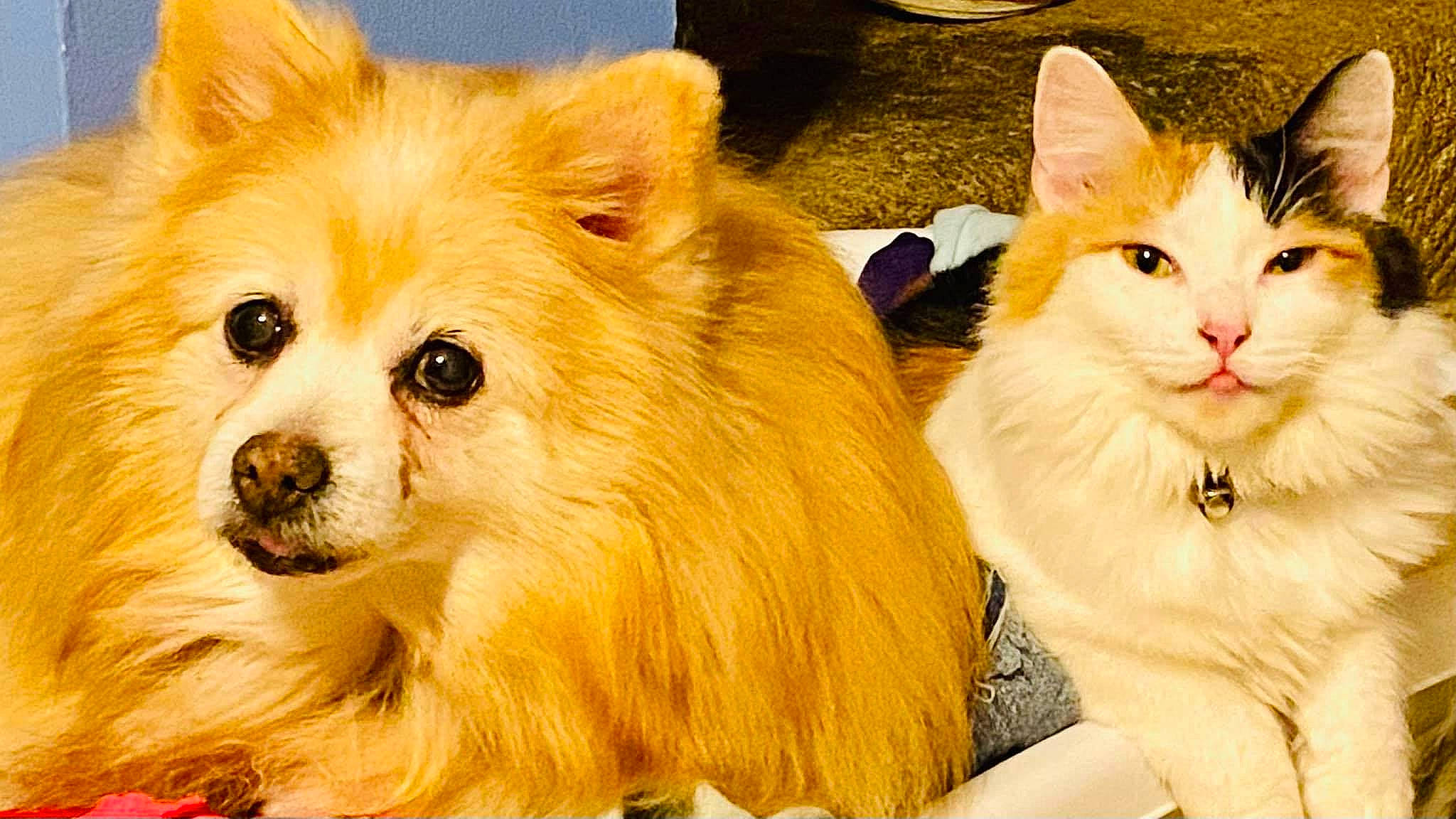 Scarlet Rain is registered to the contest to win money with this photo: carnivore, cat, companion_dog, dog, dog_breed, event, fawn, felidae, fur, german_spitz, german_spitz_klein, iris, paw, pomeranian, small_to_medium_sized_cats, snout, spitz, toy_dog, whiskers, working_animal