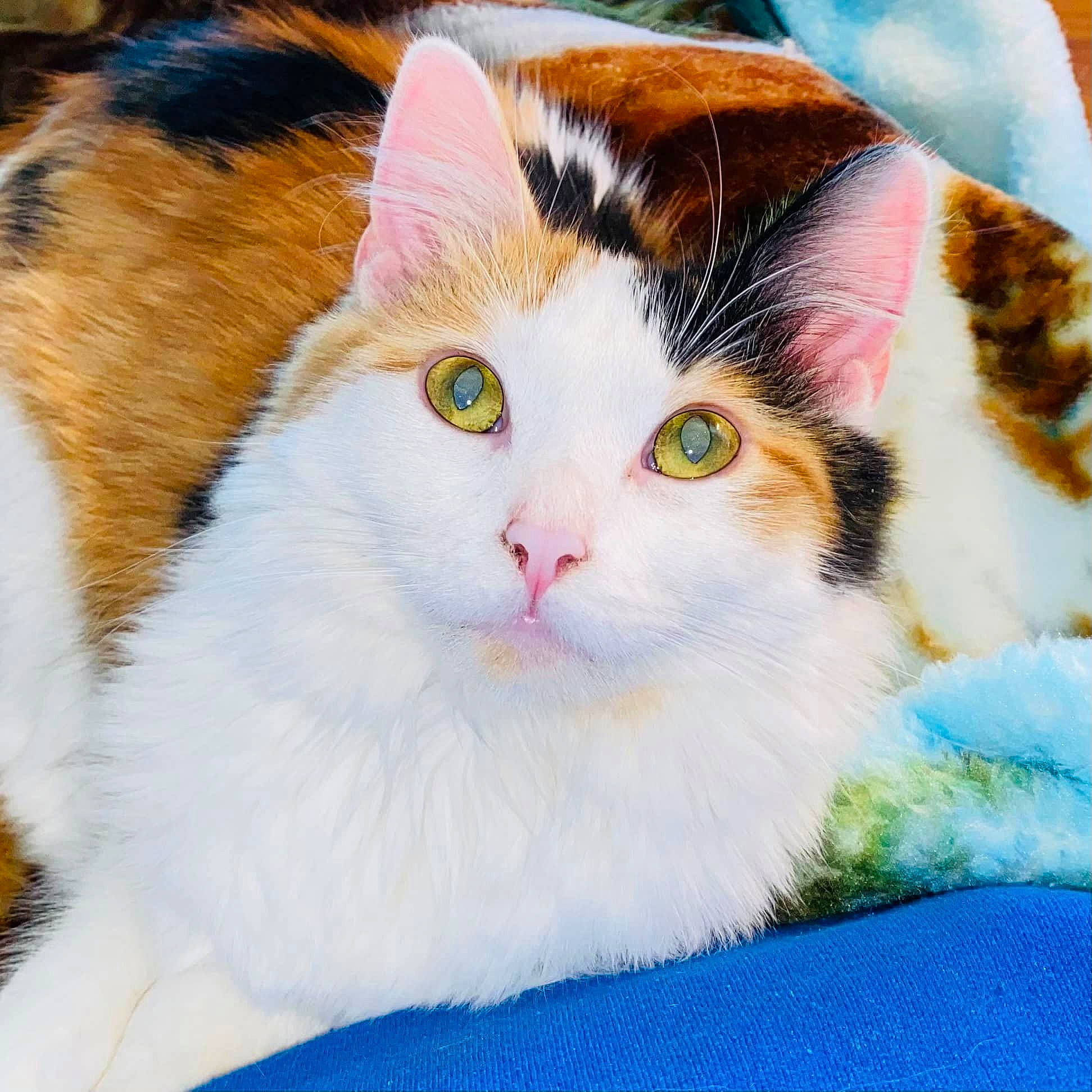 Scarlet Rain is registered to the contest to win money with this photo: art, carnivore, cat, domestic_short_haired_cat, eye, felidae, foot, fur, head, iris, paw, small_to_medium_sized_cats, snout, tail, whiskers, window