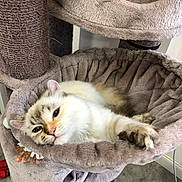 Pupuce a rejoint le concours — aidez-le/la à gagner de superbes lots ! animal, cat, cat_tree, cozy, cute, domestic, feline, fur, hammock, home, indoor, mammal, paw, pet, plush, relaxed, resting, sleepy, soft, whiskers