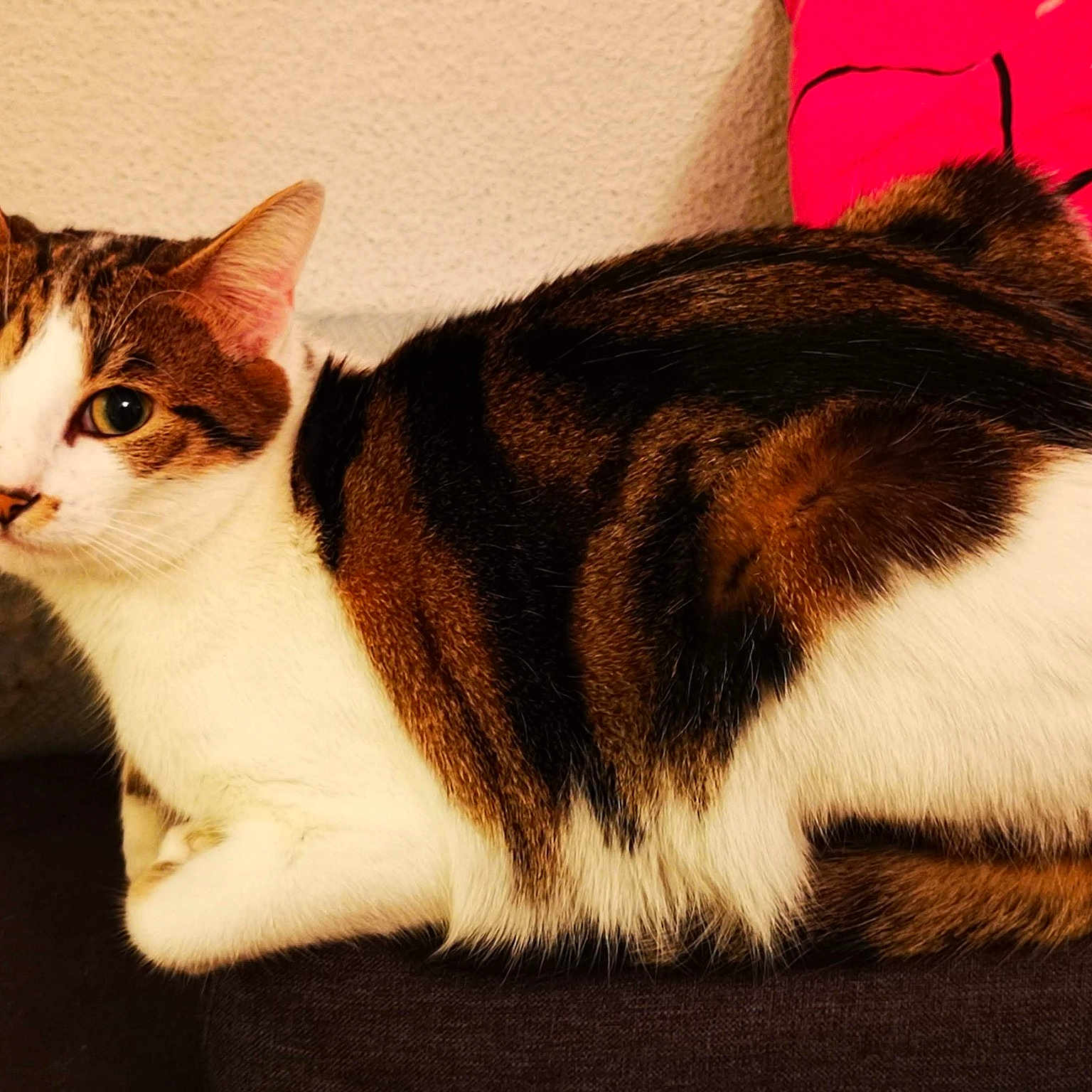 Mignonne