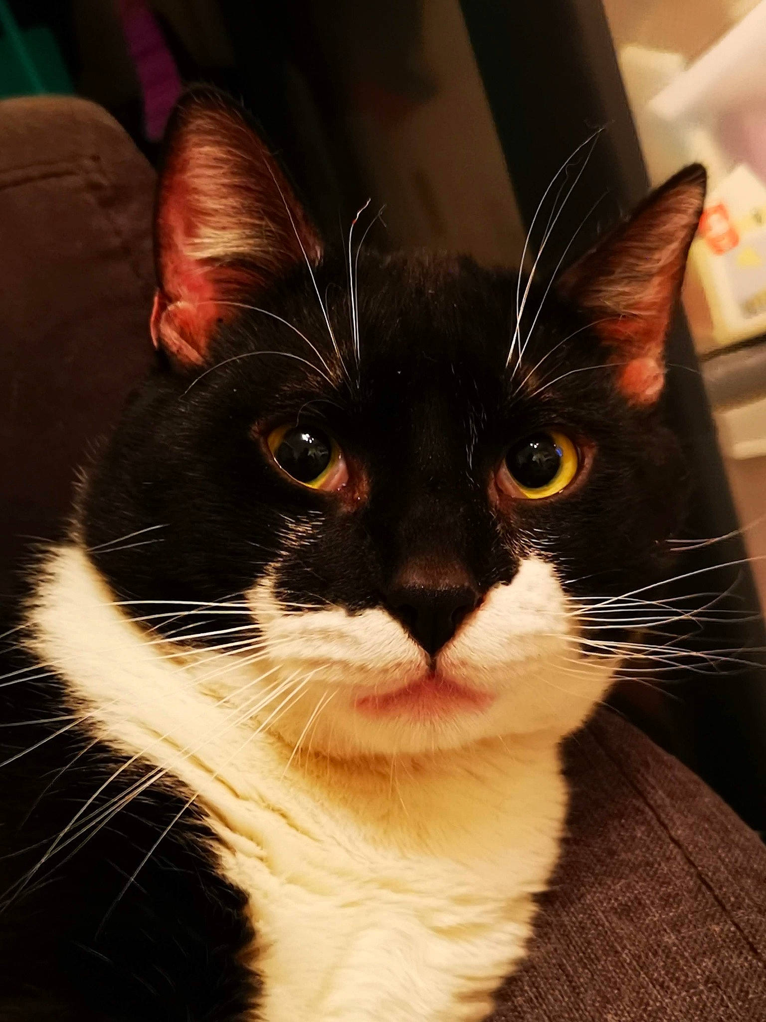 Fripouille participe au concours pour gagner de l'argent avec cette photo : black_and_white, black_cat, carnivore, cat, ear, eye, felidae, fur, kitten, small_to_medium_sized_cats, snapshot, snout, whiskers