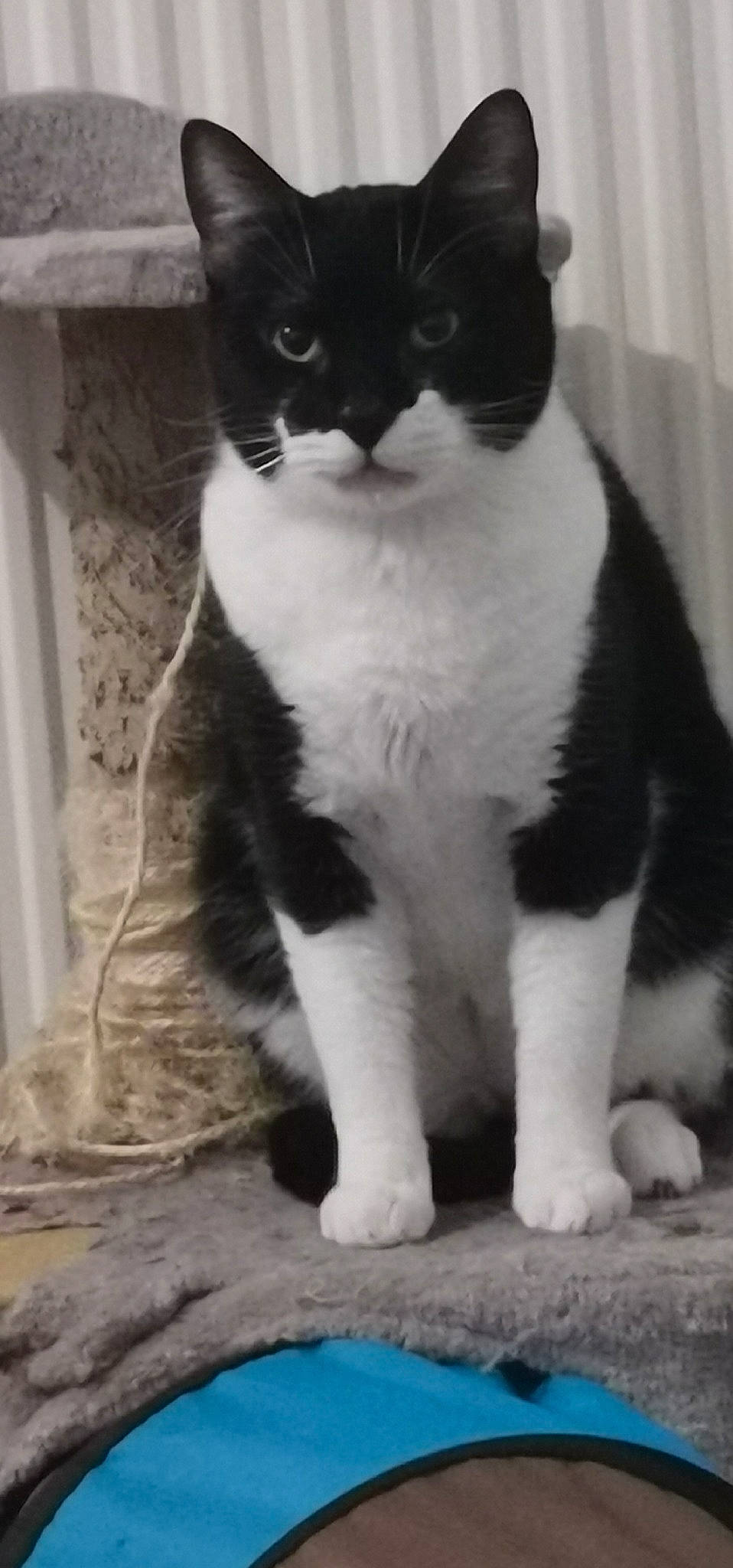 Fripouille participe au concours pour gagner de l'argent avec cette photo : aegean_cat, american_wirehair, black_and_white, black_cat, carnivore, cat, domestic_short_haired_cat, european_shorthair, felidae, japanese_bobtail, kitten, mammal, polydactyl_cat, small_to_medium_sized_cats, snout, tail, vertebrate, whiskers