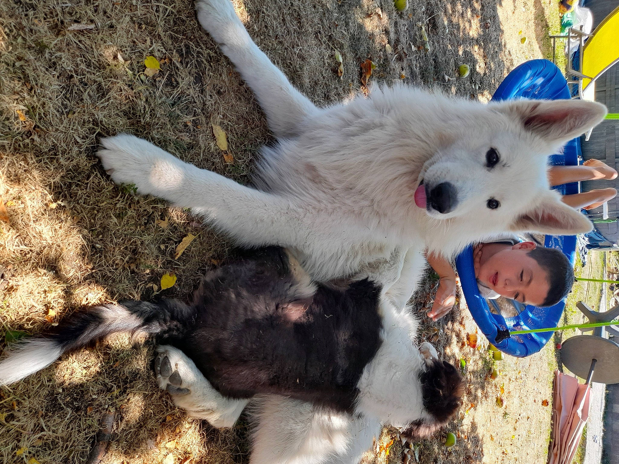 Neo participe au concours pour gagner de l'argent avec cette photo : american_eskimo_dog, canidae, carnivore, collar, companion_dog, dog, dog_breed, fawn, fun, fur, grass, indian_spitz, japanese_spitz, kintamani, non_sporting_group, samoyed, spitz, sporting_group, tail, working_animal