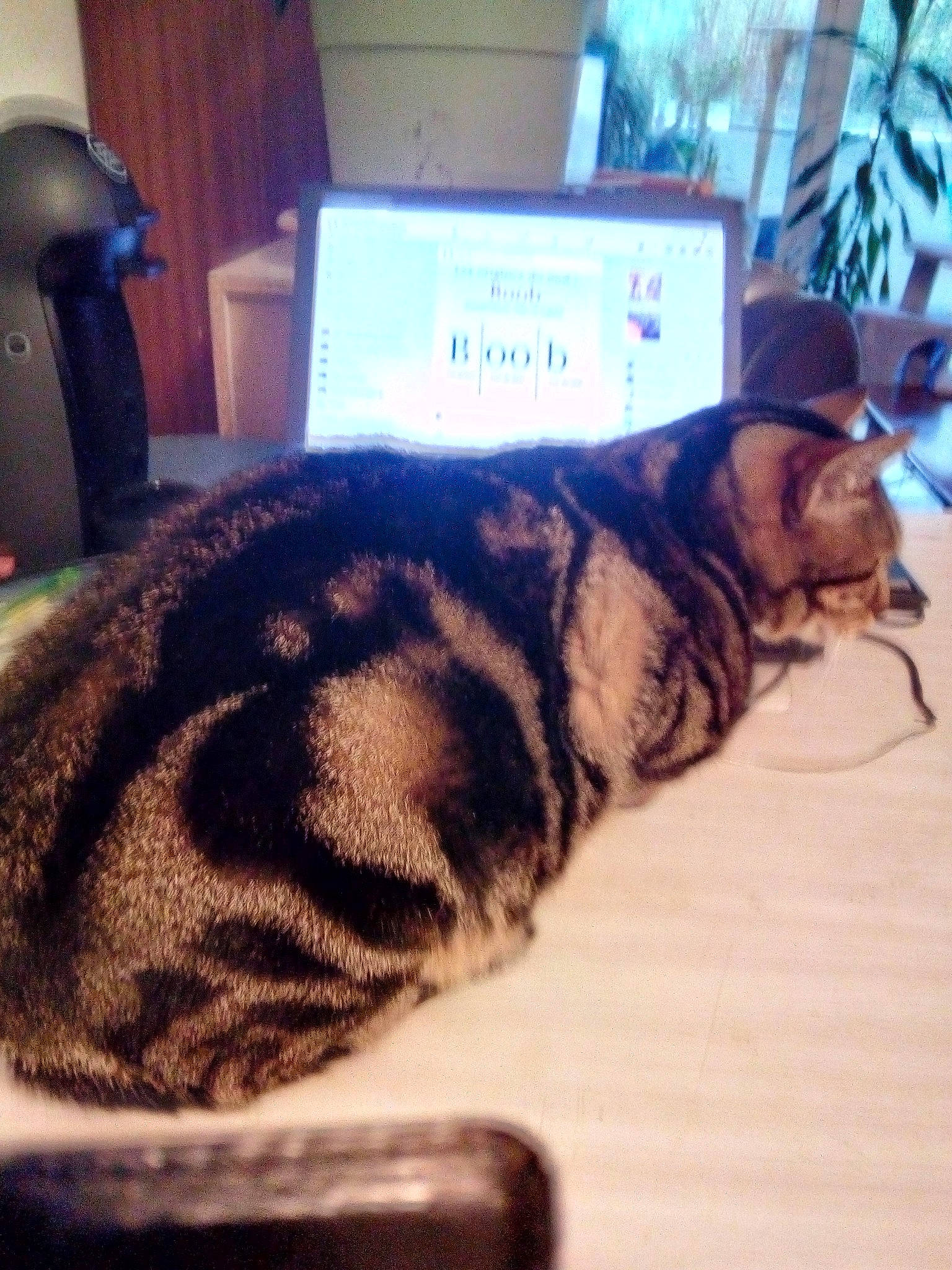 Poussy participe au concours pour gagner de l'argent avec cette photo : carnivore, cat, computer, computer_accessory, computer_hardware, display_device, domestic_short_haired_cat, felidae, flat_panel_display, fur, laptop, led_backlit_lcd_display, output_device, peripheral, personal_computer, personal_computer_hardware, small_to_medium_sized_cats, snout, tabby_cat, whiskers