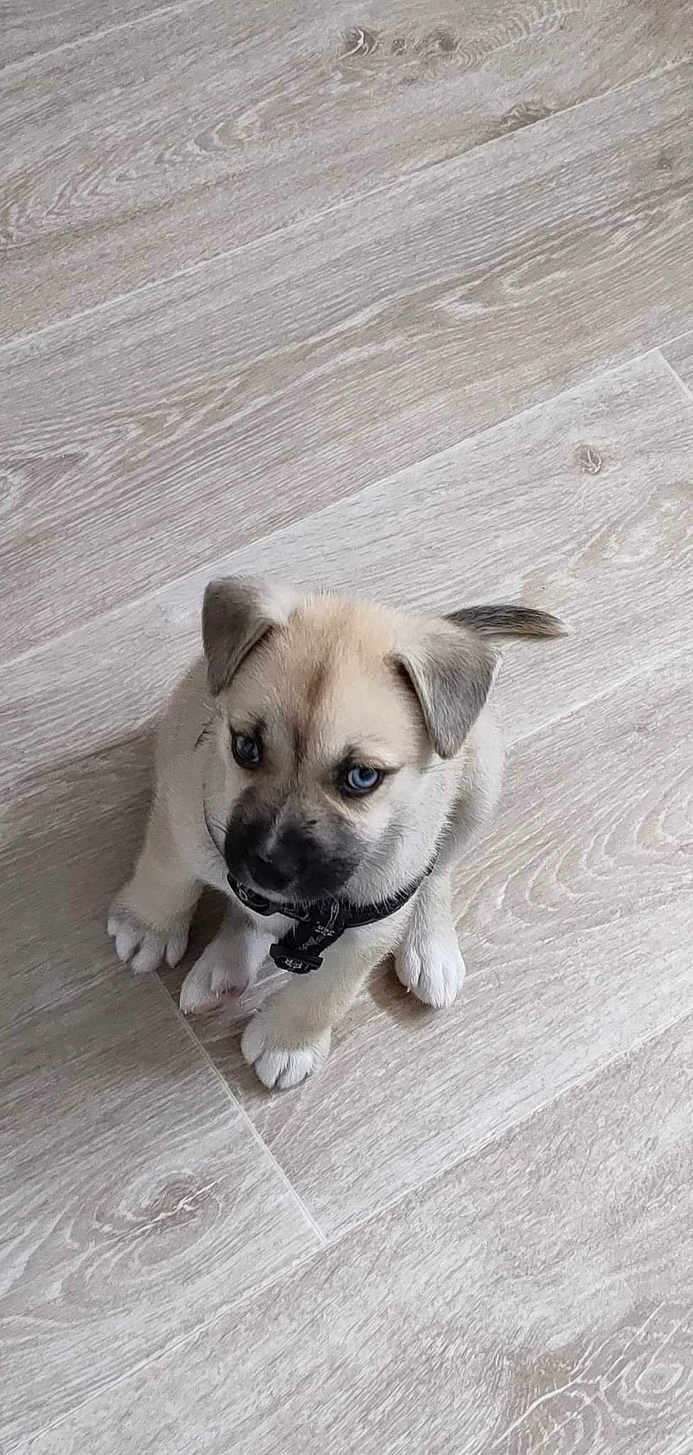 Tina participe au concours pour gagner de l'argent avec cette photo : bored, canidae, carnivore, companion_dog, dog, dog_breed, eye, fawn, flooring, hardwood, non_sporting_group, paw, puppy, sporting_group, tail, terrestrial_animal, toy_dog, whiskers, wood, working_animal