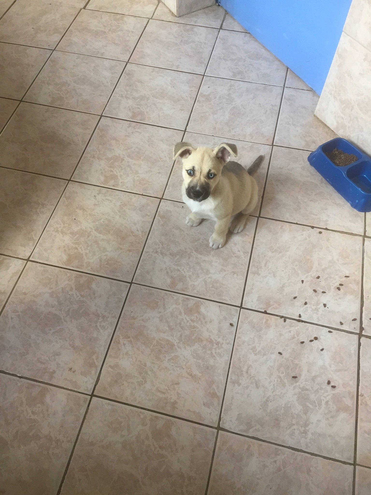 Tina a rejoint le concours — aidez-le/la à gagner de superbes lots ! carnivore, companion_dog, dog, dog_breed, fawn, floor, flooring, hardwood, line, metal, road_surface, sidewalk, snout, sporting_group, tail, tile, tile_flooring, toy_dog, wood, working_animal