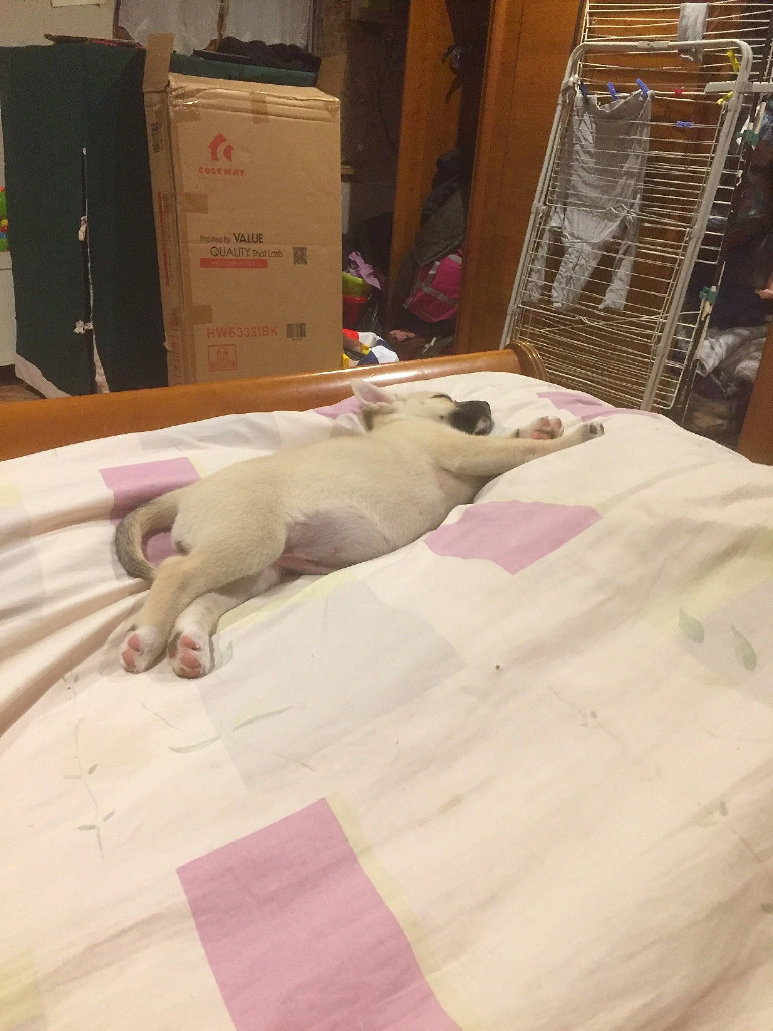 Tina a rejoint le concours — aidez-le/la à gagner de superbes lots ! art, bed, bed_frame, bed_sheet, bedding, bedroom, cabinetry, comfort, duvet, felidae, floor, flooring, hardwood, linens, room, small_to_medium_sized_cats, stuffed_toy, textile, toy, wood