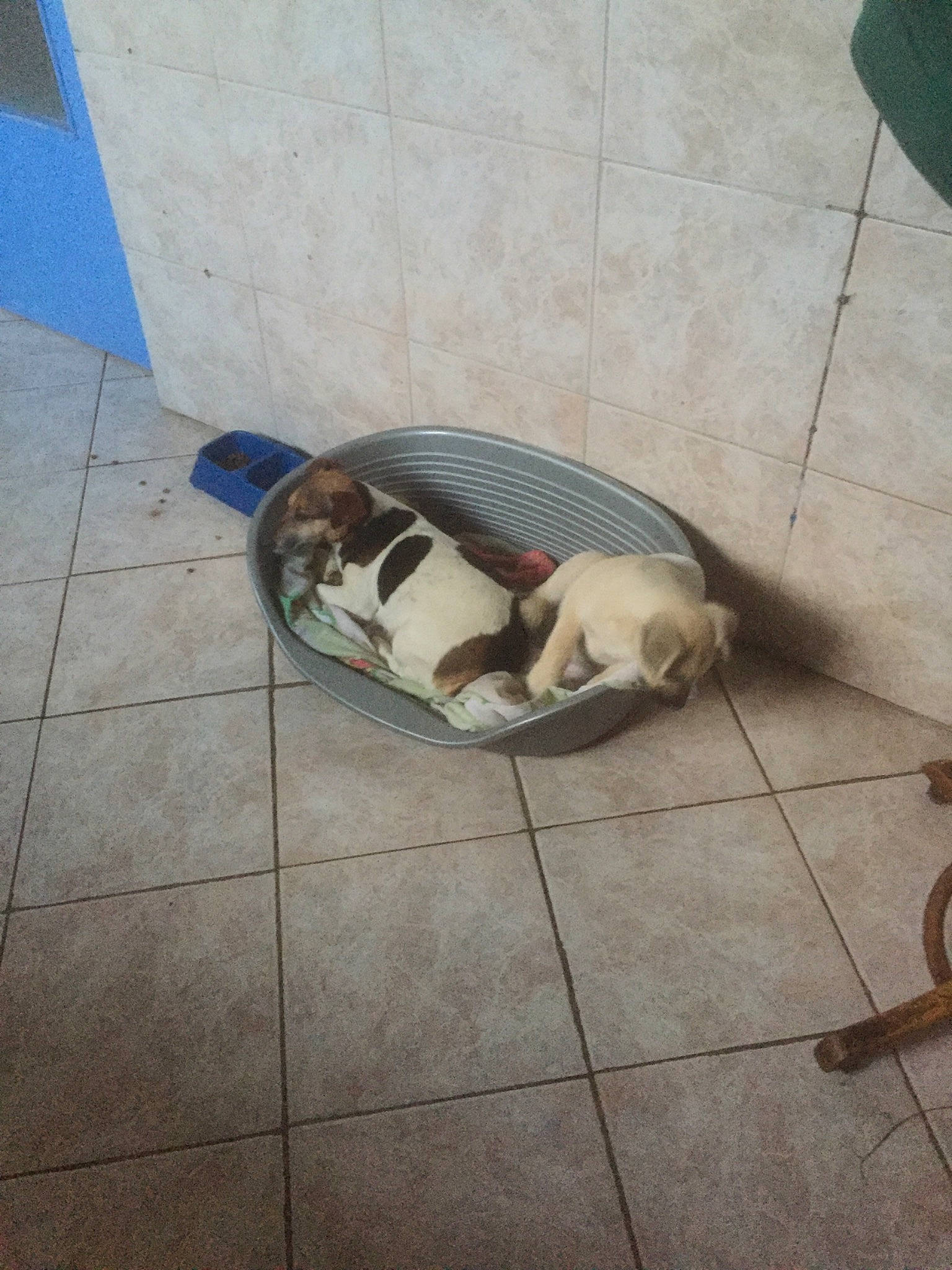 Tina a rejoint le concours — aidez-le/la à gagner de superbes lots ! canidae, carnivore, comfort, companion_dog, concrete, dog, dog_breed, fawn, felidae, floor, flooring, fur, pet_supply, small_to_medium_sized_cats, snout, sporting_group, tail, terrestrial_animal, tile, working_animal