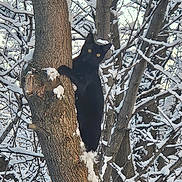 Bagheera is registered to the contest to win money with this photo: black_cat, tree, snow, winter, forest, animal, wildlife, nature, outdoor, branches, climbing, feline, yellow_eyes, cold, season, trunk, snowy, daylight, wild, quiet